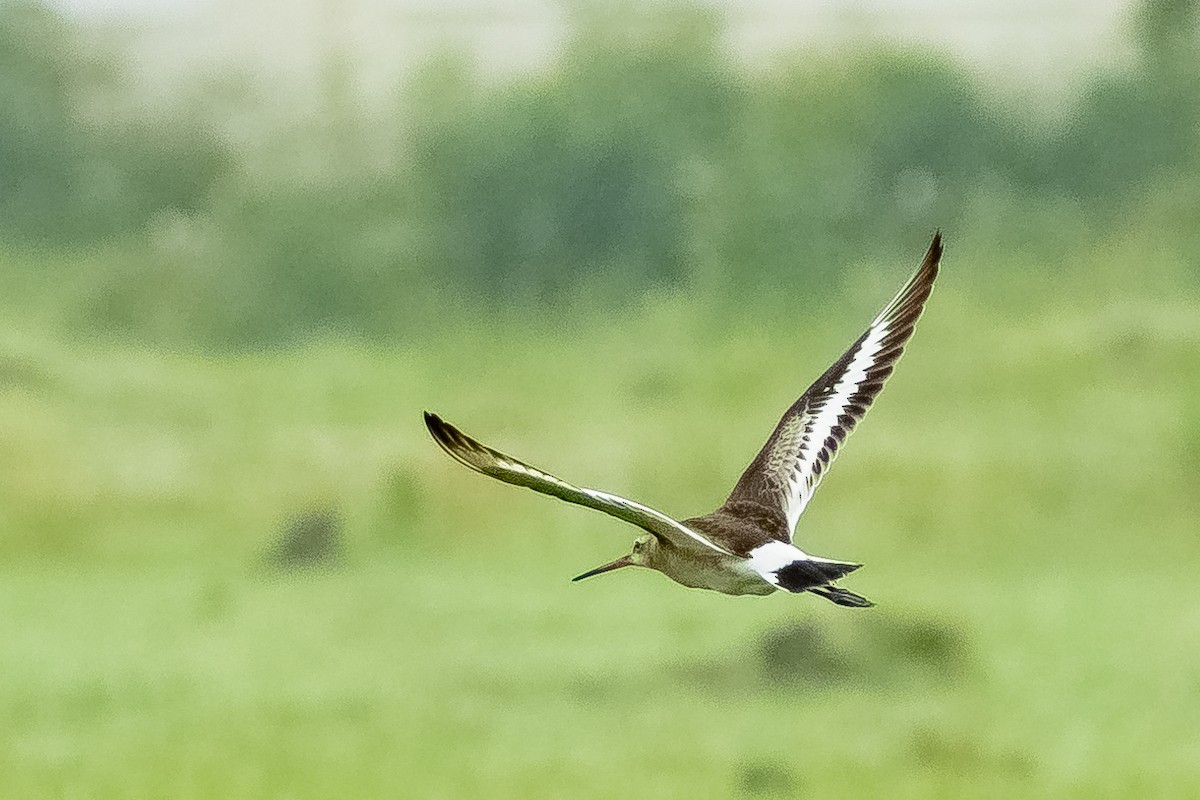 Black-tailed Godwit - Bharatendra Singh Parihar