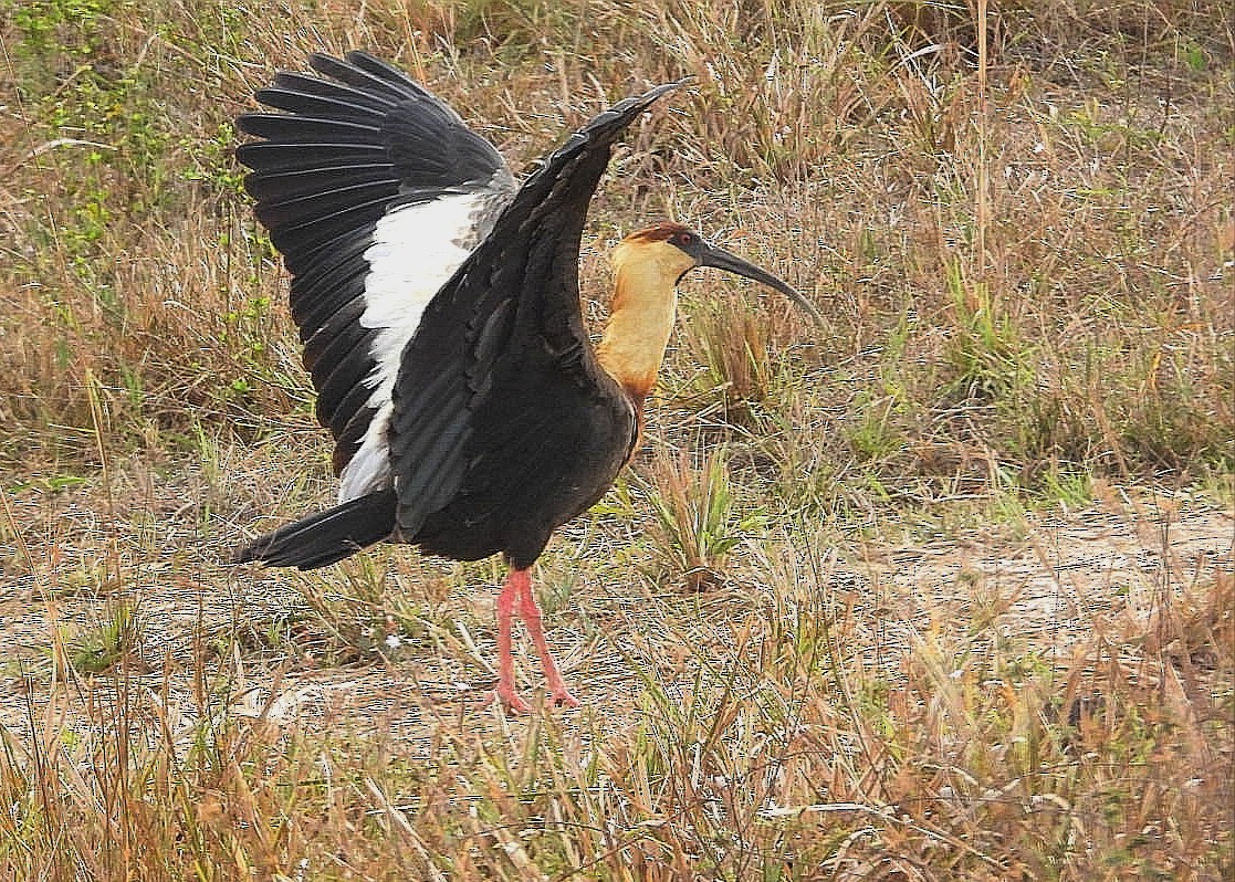 Buff-necked Ibis - Luis Urueña - Manakin Nature Tours