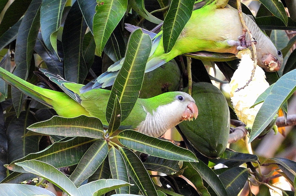 Monk Parakeet - ML487677771