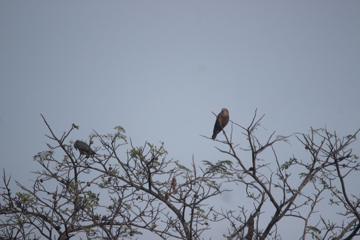 Chestnut-tailed/Malabar Starling - Gourav Sonawane