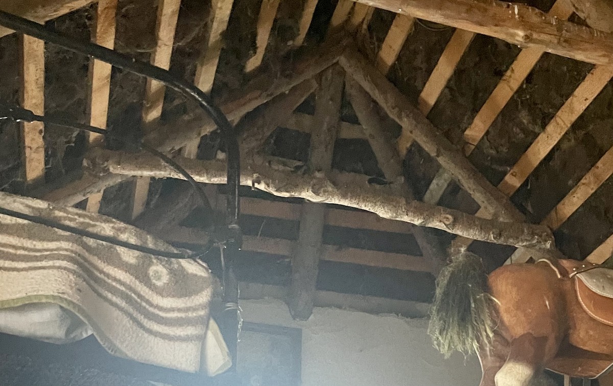 Rauchschwalbe - ML487679331