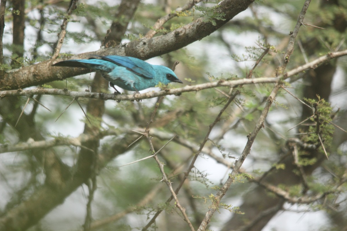 Verditer Flycatcher - Gourav Sonawane