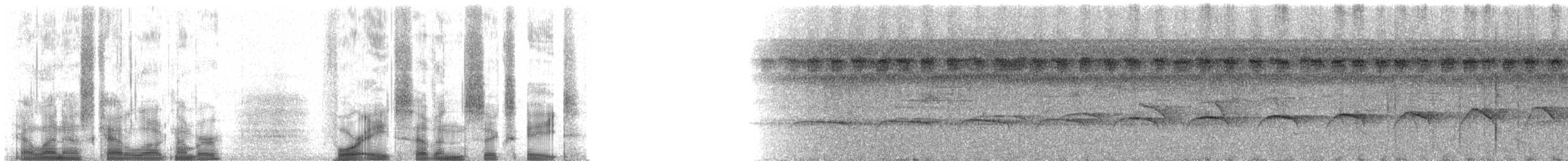 Gray Antwren - ML48768