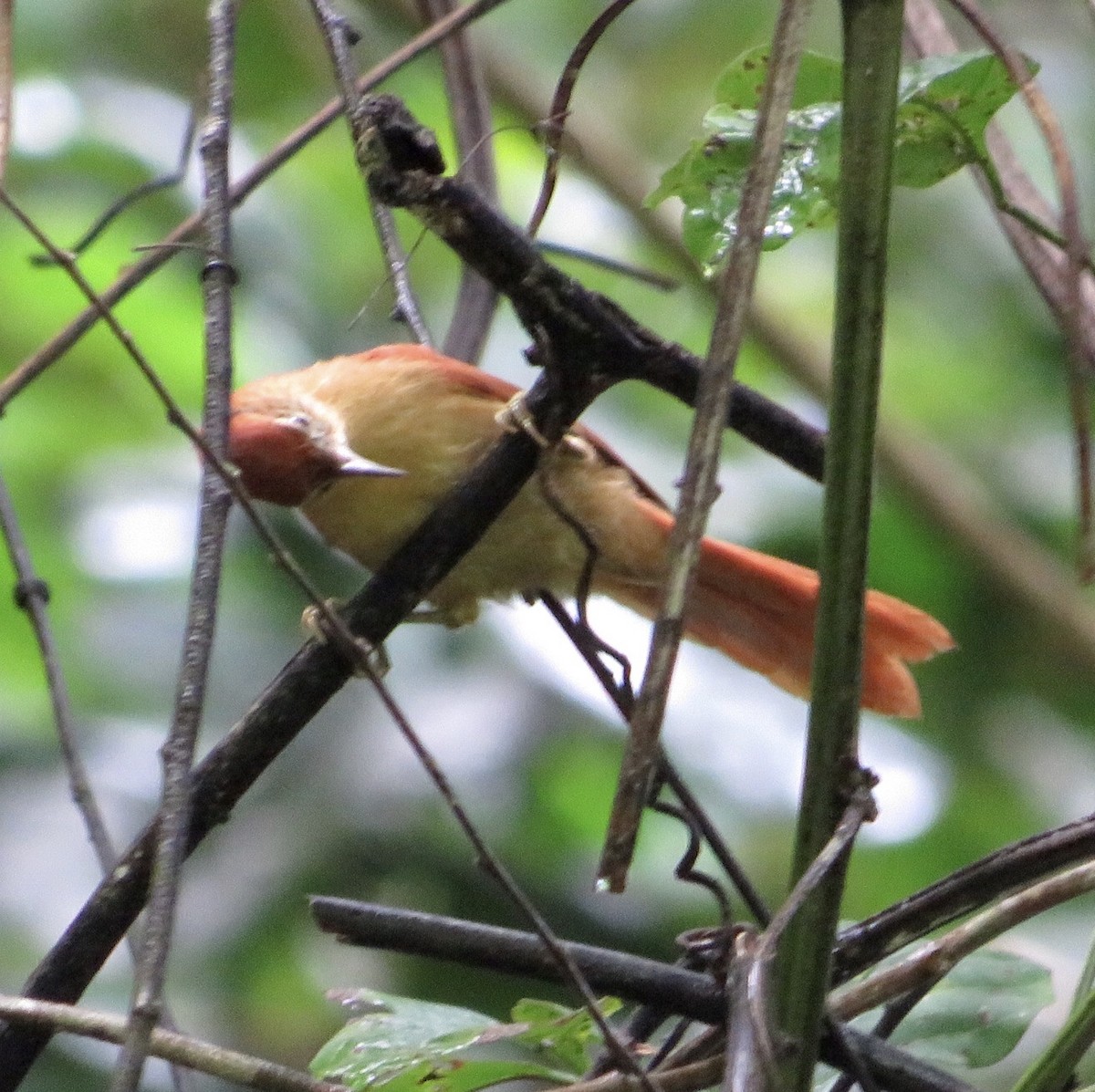 Coiba Spinetail - ML487680081