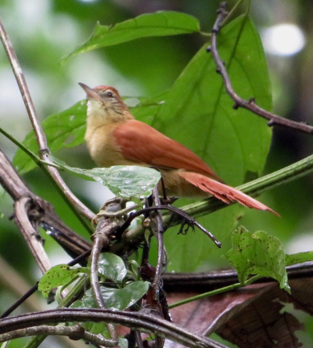 Coiba Spinetail - ML487680101