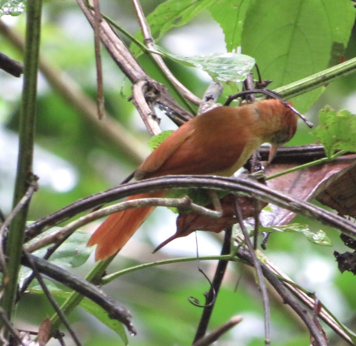 Coiba Spinetail - Carlos Sanguinetti