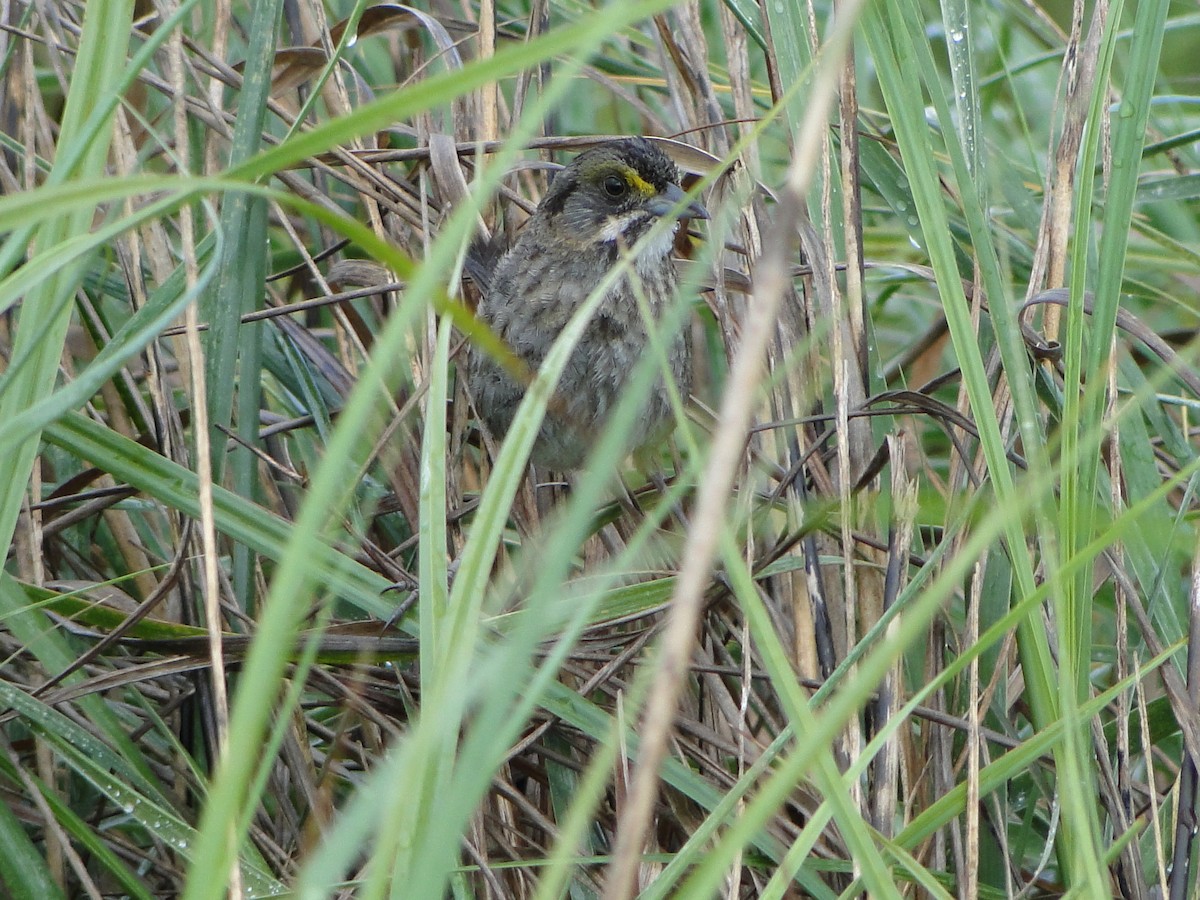 Seaside Sparrow - ML487681111