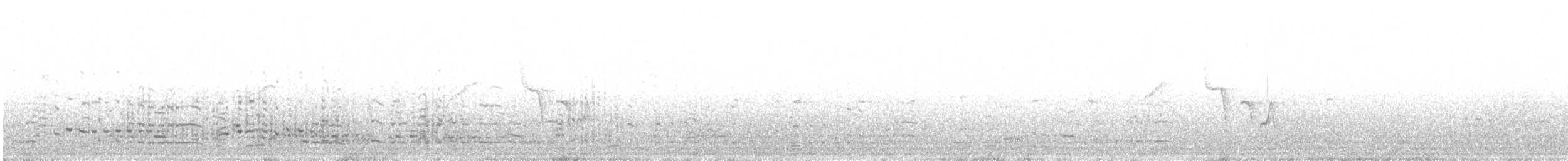オーストラリアシロカツオドリ - ML487681261