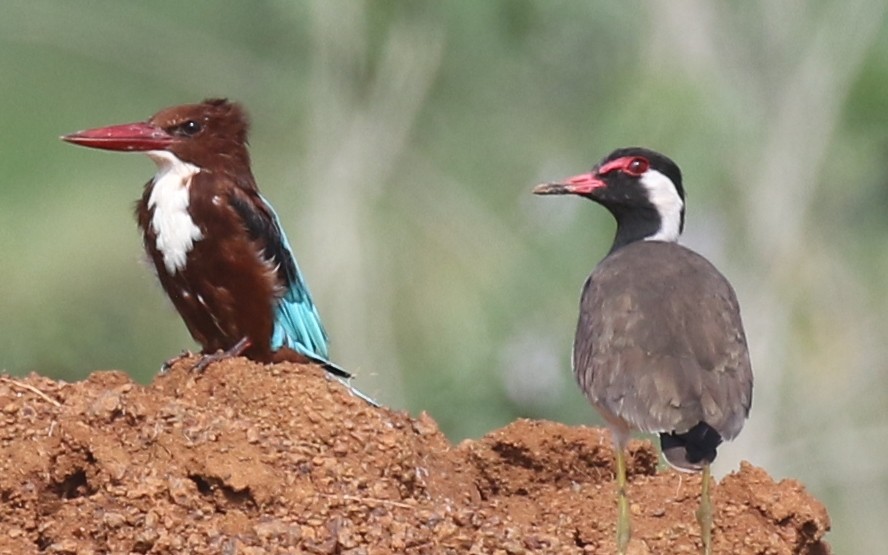 Red-wattled Lapwing - ML487682311