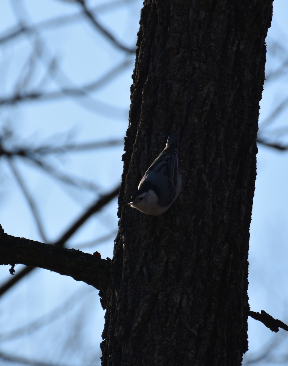 Red-breasted Nuthatch - ML48768241