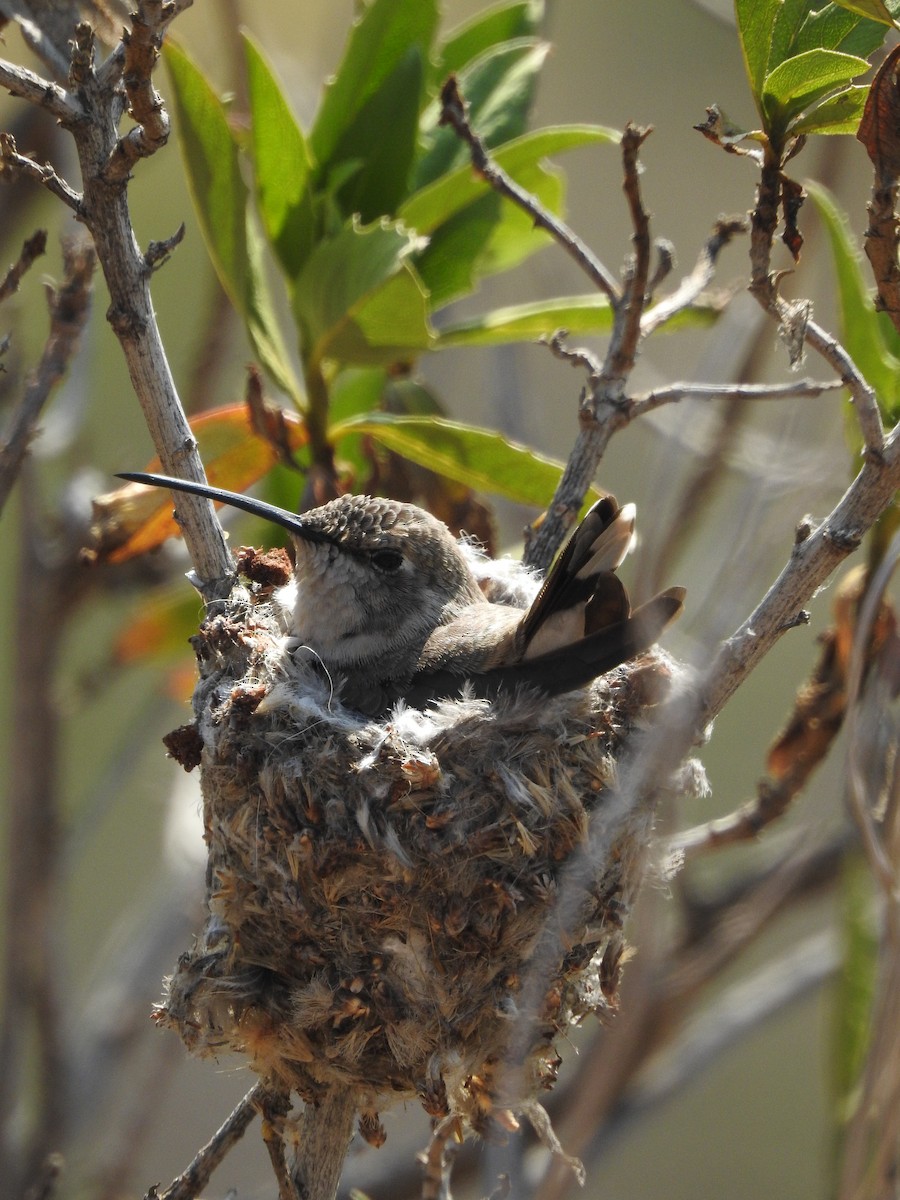 Oasis Hummingbird - ML487682501