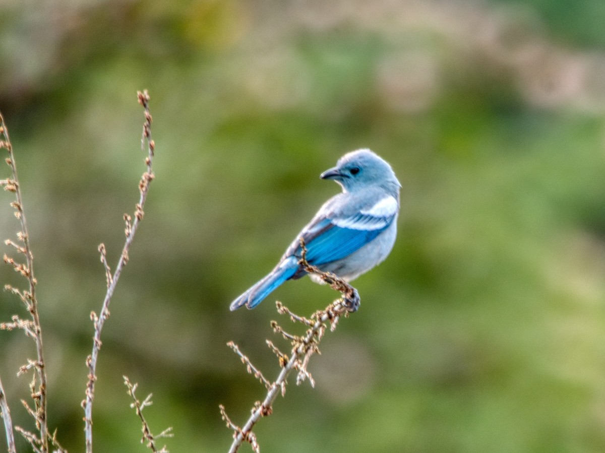 Blue-gray Tanager - ML487683211