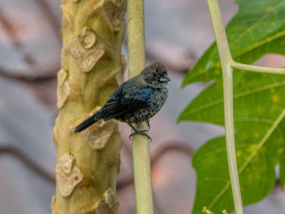 Blue-black Grassquit - ML487683231