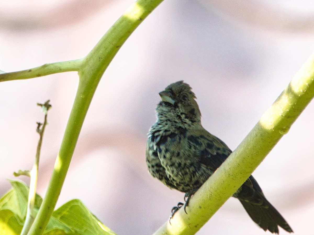 Blue-black Grassquit - ML487683261