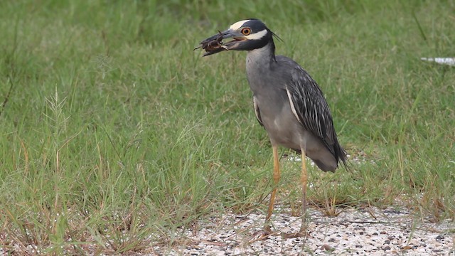 Yellow-crowned Night Heron - ML487684