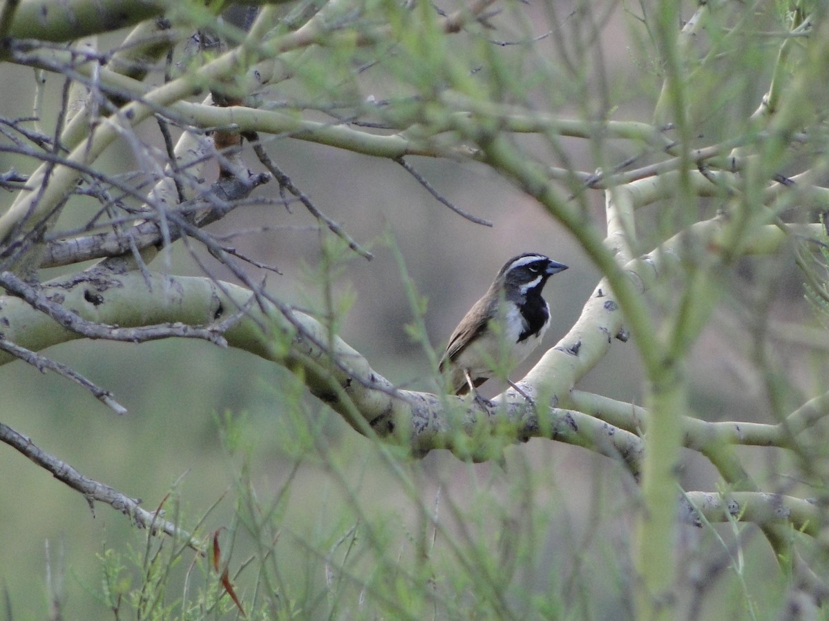 Black-throated Sparrow - ML487684371