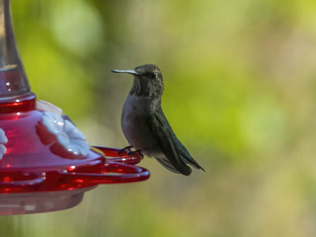 Geniş Kuyruklu Kolibri - ML487684471