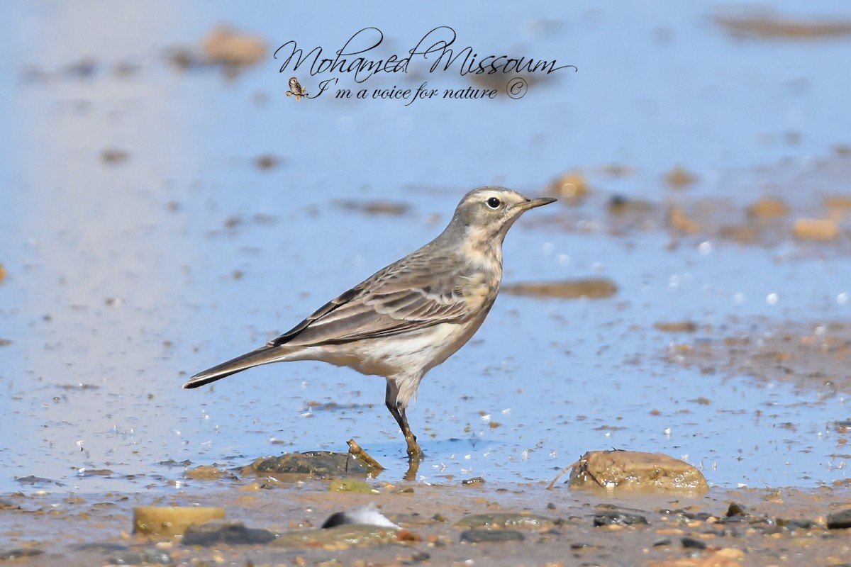Water Pipit - ML487685381