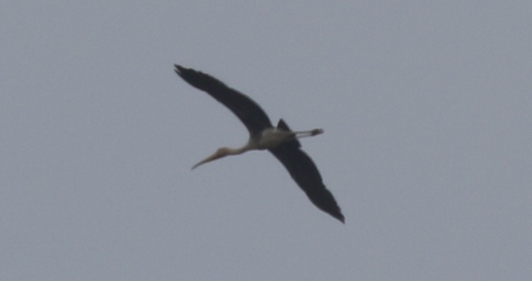 Painted Stork - Mohit Sahu