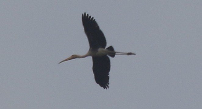 Painted Stork - Mohit Sahu