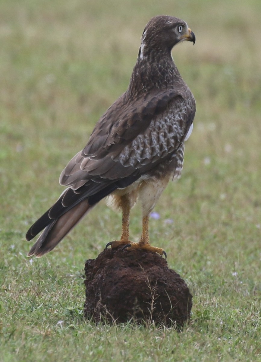 White-eyed Buzzard - ML487686071