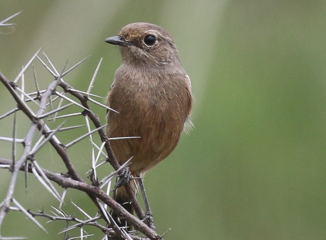 Pied Bushchat - Mohit Sahu