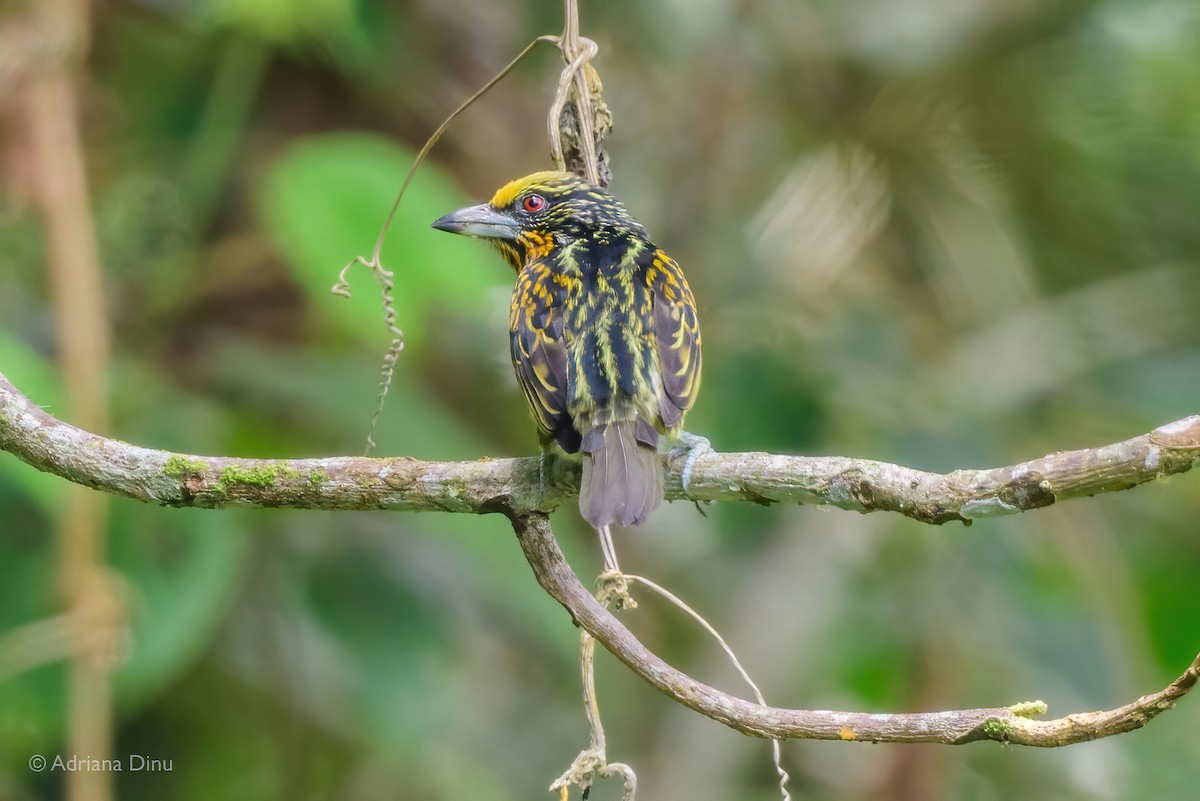 Gilded Barbet - Adriana Dinu