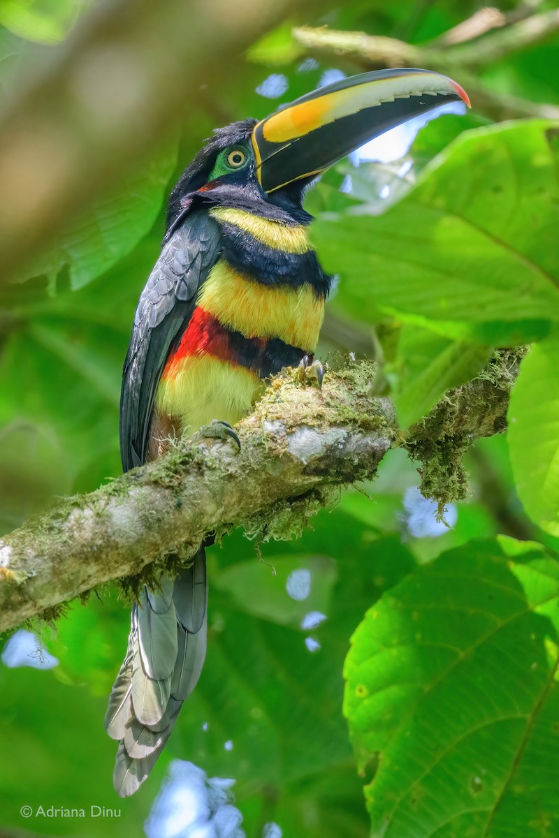 Many-banded Aracari - Adriana Dinu