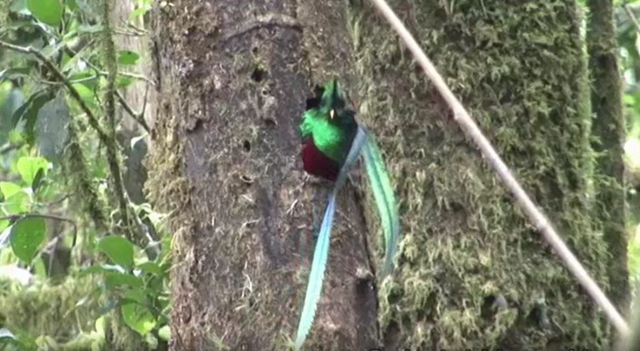 Resplendent Quetzal (Guatemalan) - ML487687651