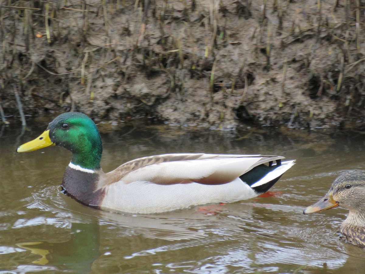 Зэрлэг нугас - ML48768781