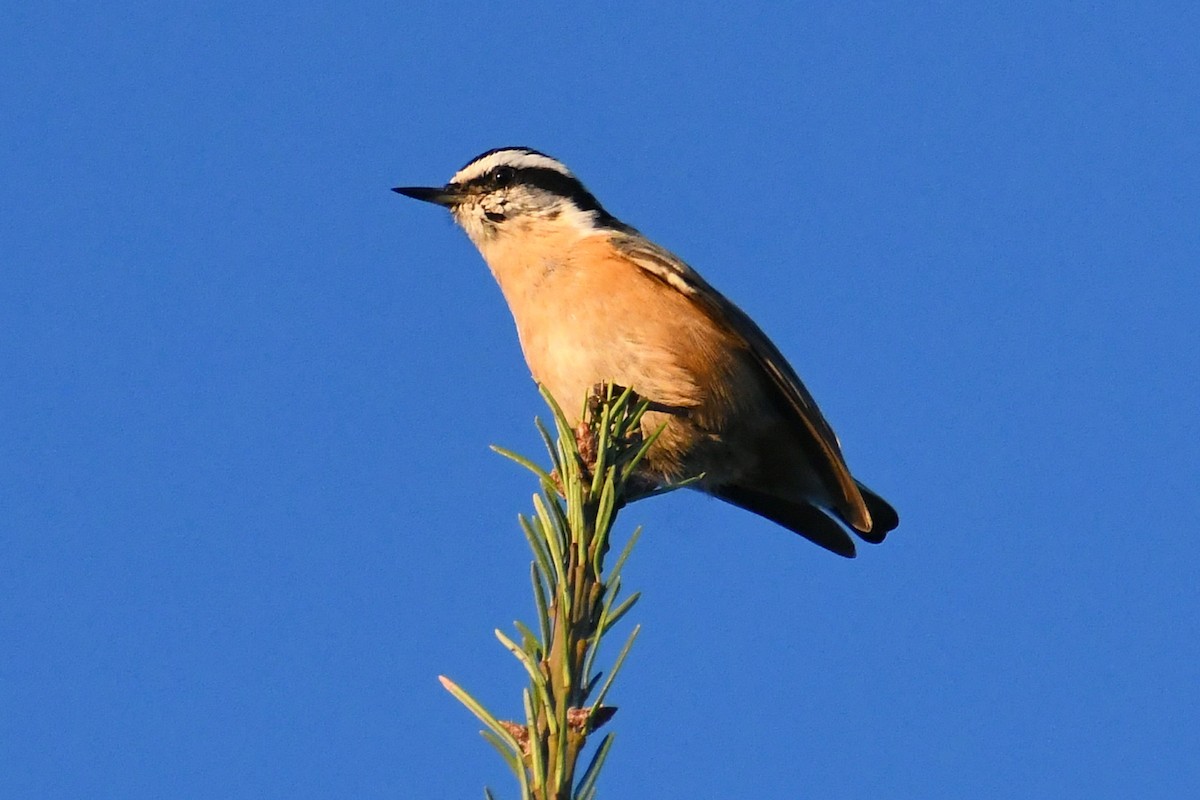 סיטה קנדית - ML487687891