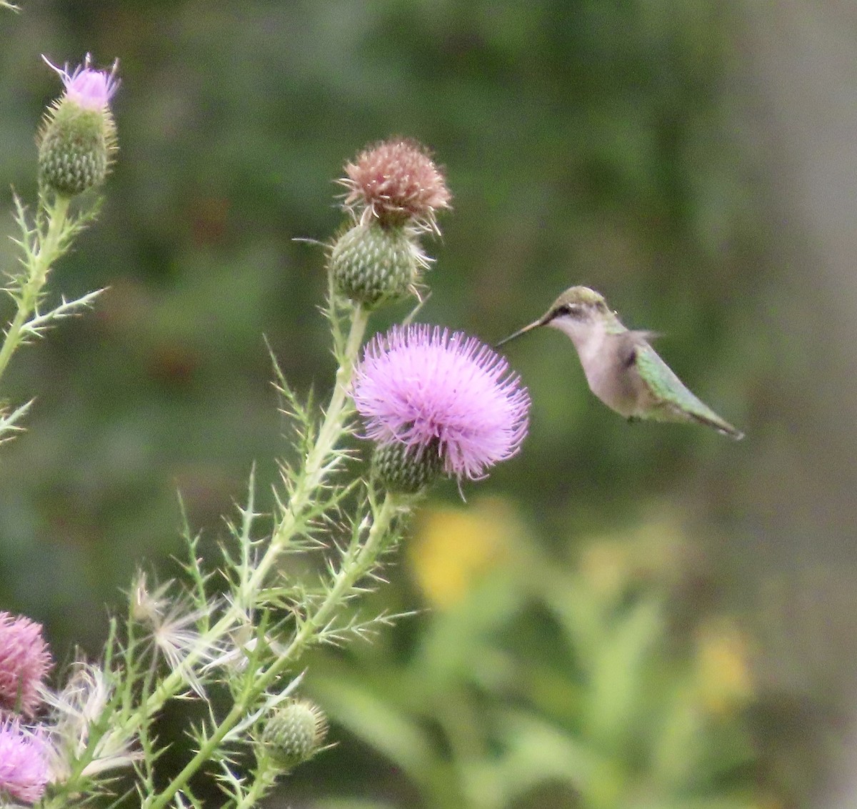 Ruby-throated Hummingbird - ML487688171