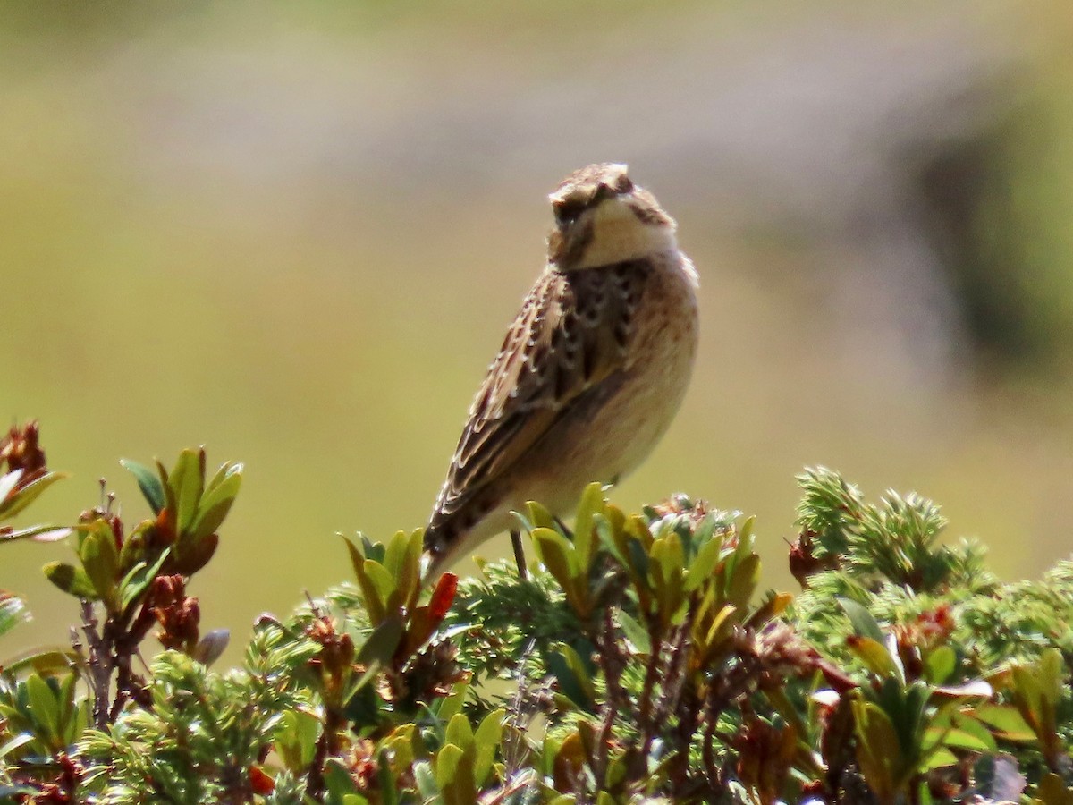 Whinchat - ML487688321