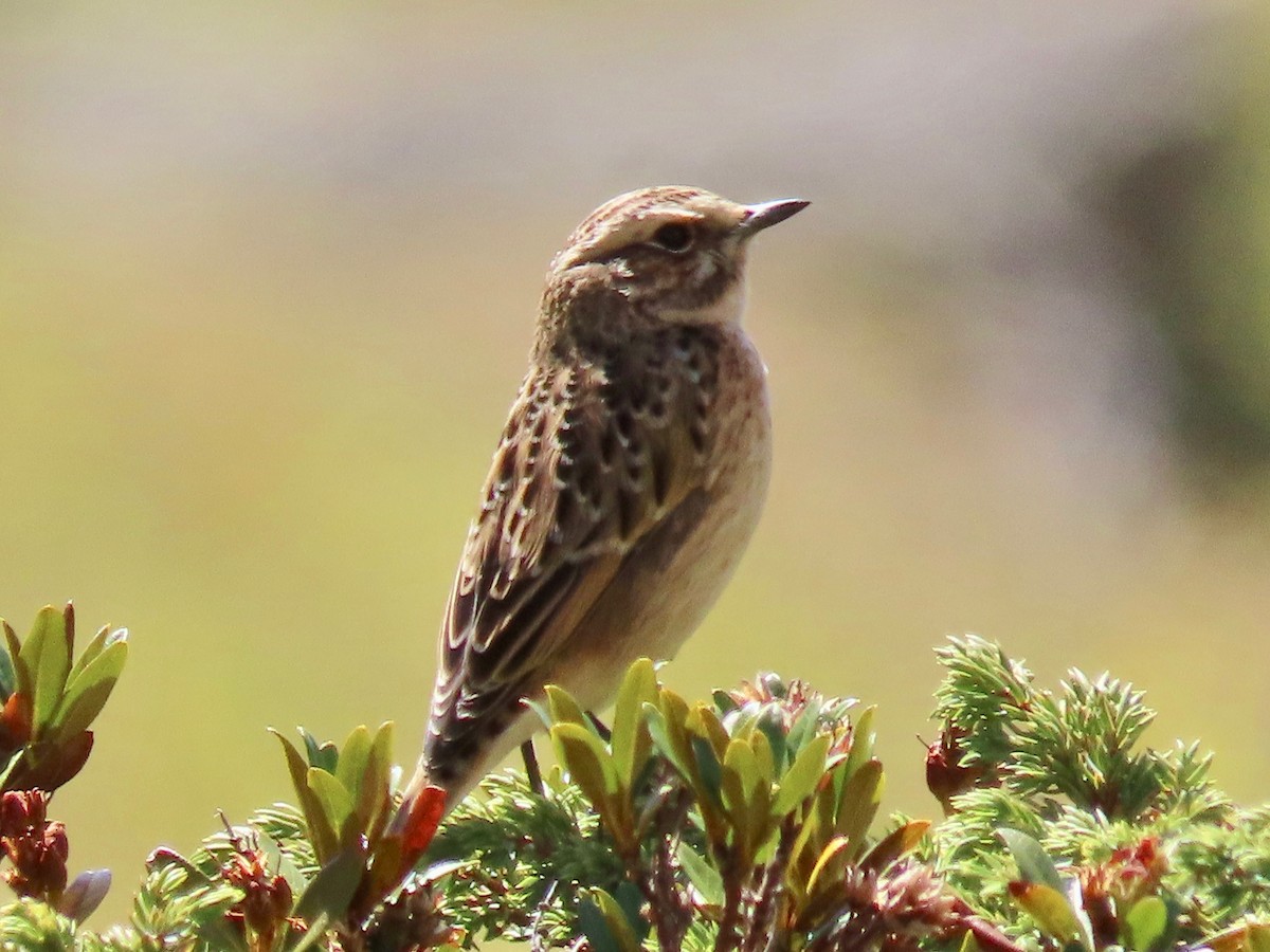 Whinchat - ML487688331