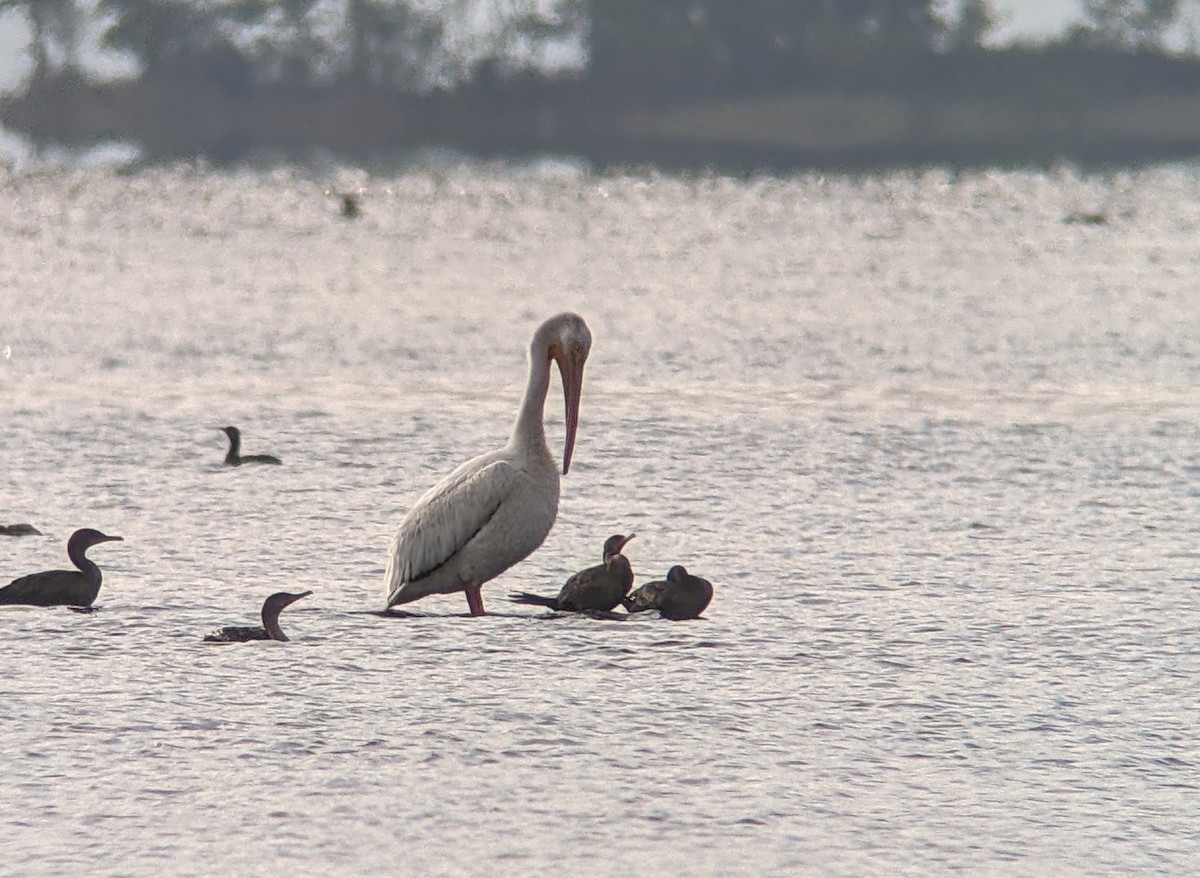 American White Pelican - ML487688891