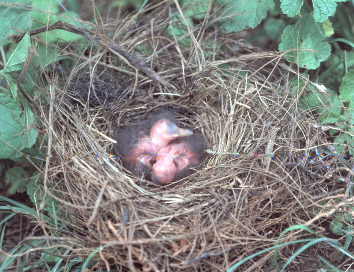 アカズキンカマドドリ - ML487689691