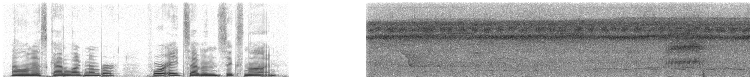 Double-banded Pygmy-Tyrant - ML48769