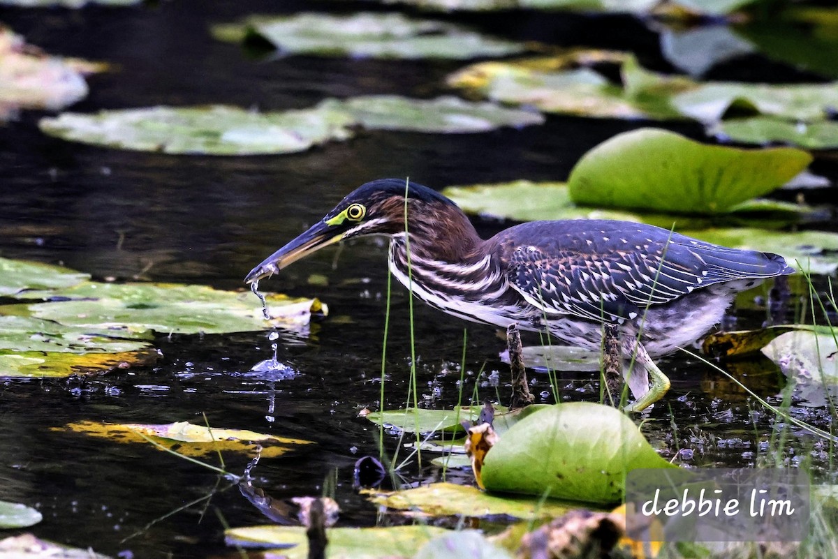 Green Heron - ML487690401