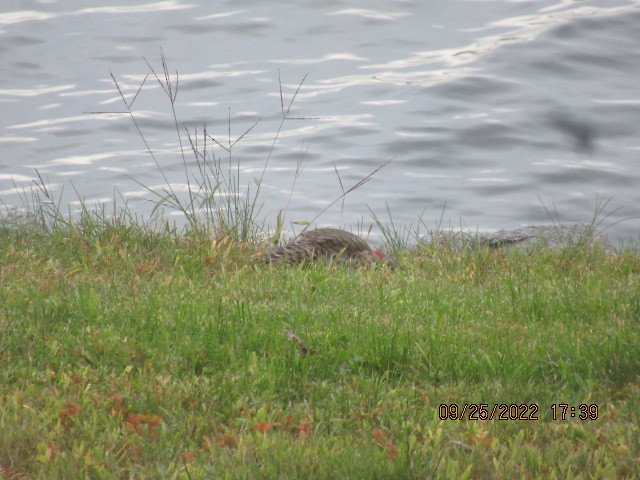 Northern Flicker - ML487691461