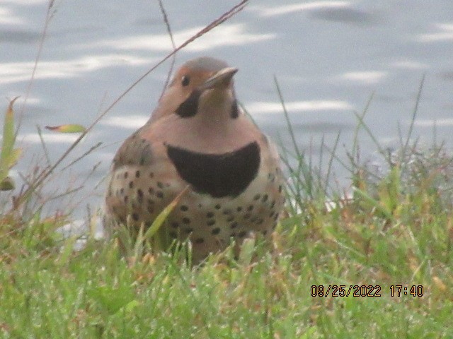 Northern Flicker - ML487691471