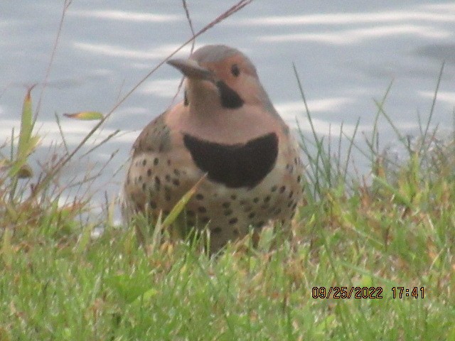 Northern Flicker - ML487691481