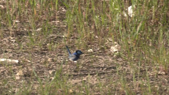 Splendid Fairywren - ML487693111