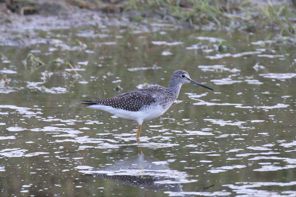 Greater Yellowlegs - ML487693471