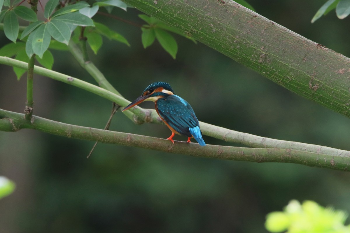 Common Kingfisher - ML487694511