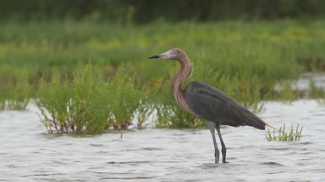 Reddish Egret - ML487695