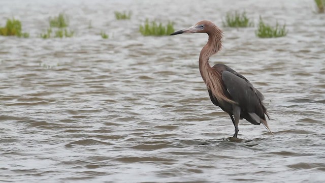 Reddish Egret - ML487696