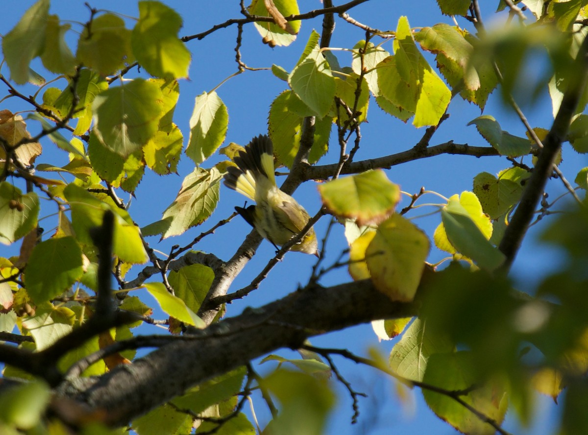 American Redstart - ML487696691