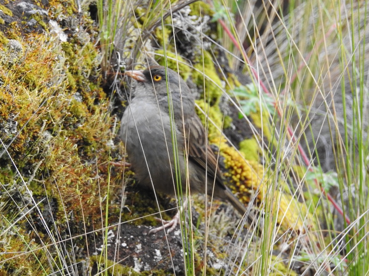 Junco des volcans - ML487697601