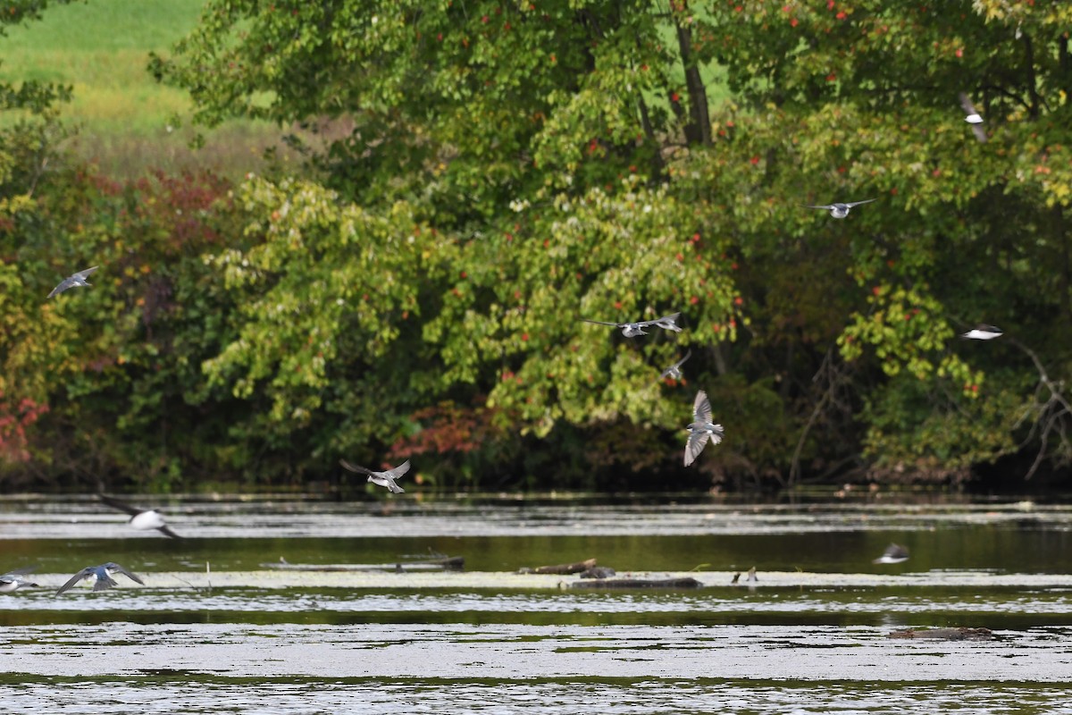 Tree Swallow - ML487697821