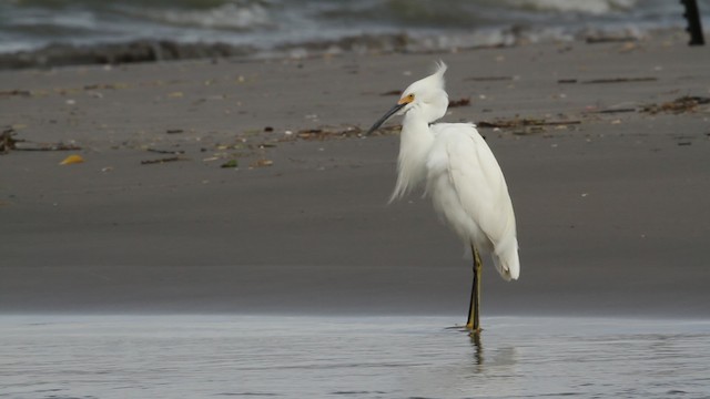 Snowy Egret - ML487698